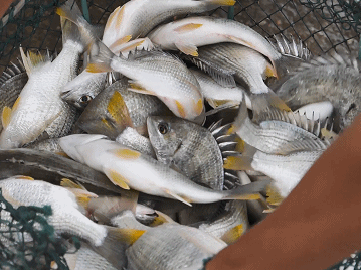 珠海這條魚，游進了央視！——農產品品牌化的成功之路